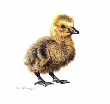 Reproductions of Carl Brenders Paintings Gosling Study Reproductions of Carl Brenders Paintings Gosling Study